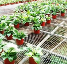 觀賞花網片 觀賞花網片